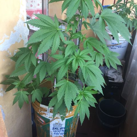 Whidak47[SXL141] growlog timeline photo
