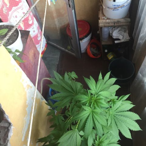 Whidak47[SXL141] growlog timeline photo