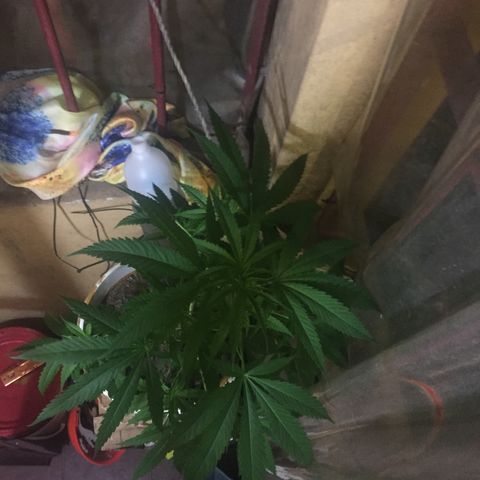 San Fernando vallaey og cush (SRB821) growlog timeline photo
