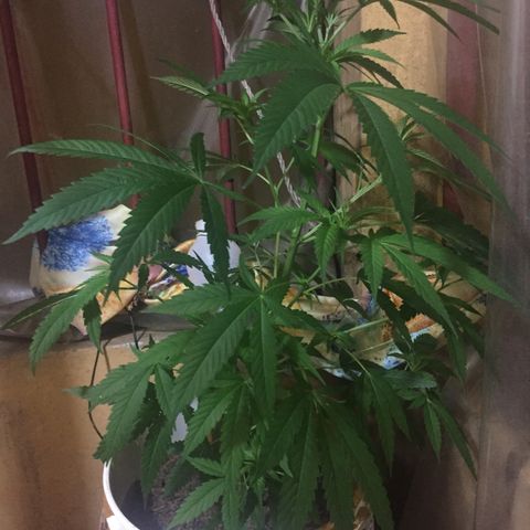 San Fernando vallaey og cush (SRB821) growlog timeline photo