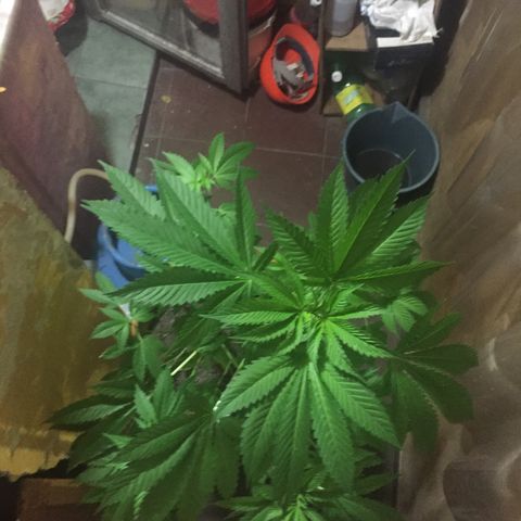Whidak47[SXL141] growlog timeline photo