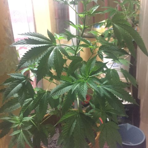Whidak47[SXL141] growlog timeline photo
