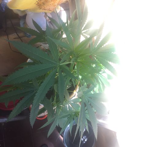 San Fernando vallaey og cush (SRB821) growlog timeline photo