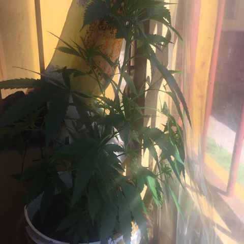 San Fernando vallaey og cush (SRB821) growlog timeline photo