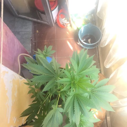 Whidak47[SXL141] growlog timeline photo