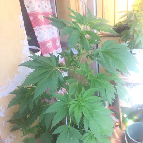 Whidak47[SXL141] growlog timeline photo