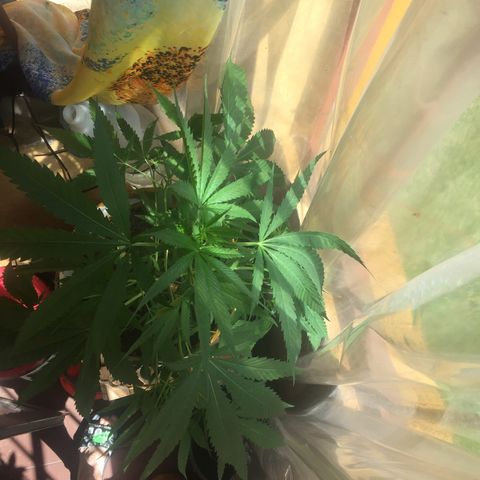 San Fernando vallaey og cush (SRB821) growlog timeline photo