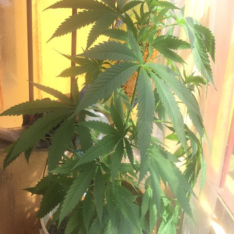 San Fernando vallaey og cush (SRB821) growlog timeline photo