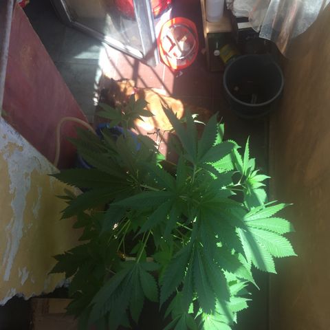 Whidak47[SXL141] growlog timeline photo