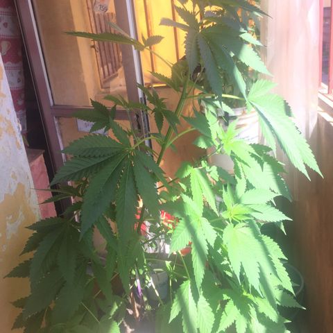 Whidak47[SXL141] growlog timeline photo