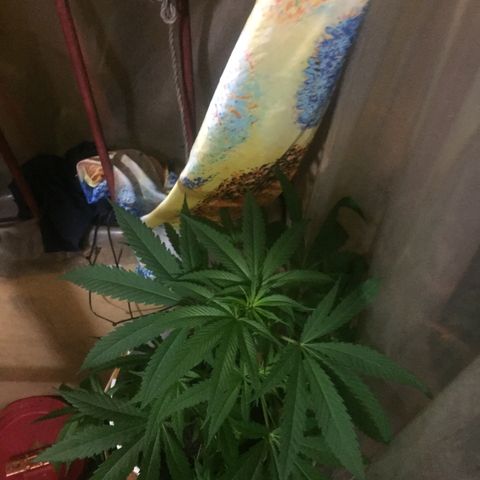 San Fernando vallaey og cush (SRB821) growlog timeline photo