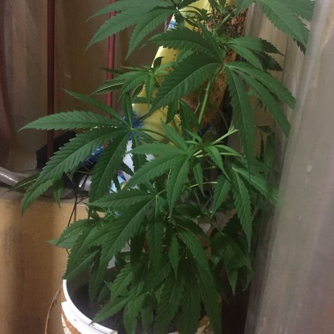 San Fernando vallaey og cush (SRB821) growlog timeline photo