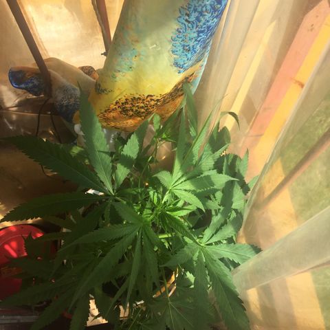 San Fernando vallaey og cush (SRB821) growlog timeline photo