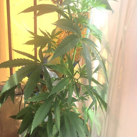 San Fernando vallaey og cush (SRB821) growlog timeline photo