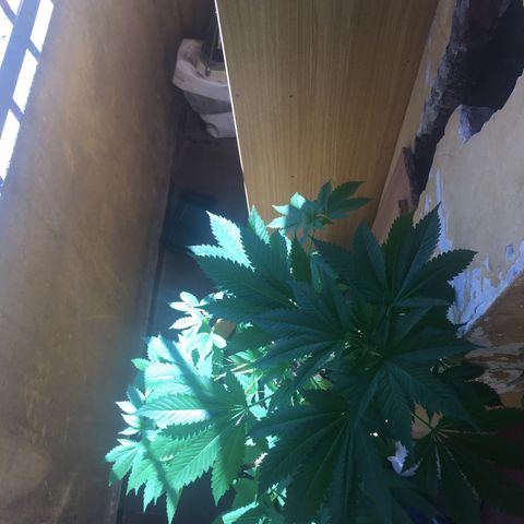 Whidak47[SXL141] growlog timeline photo