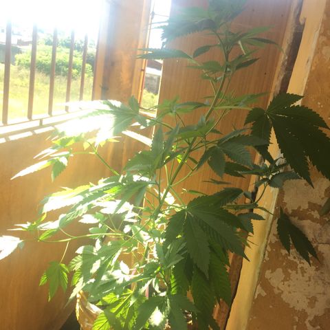 Whidak47[SXL141] growlog timeline photo