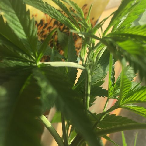 San Fernando vallaey og cush (SRB821) growlog photo: Aparición pelitos blancos y la planta se declara oficialmente hembra los pelitos dominan en el 30%de la planta en sus ramas principales y más que nada en segundarias