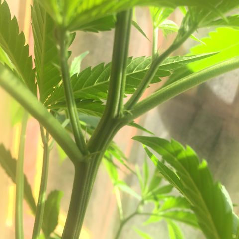 San Fernando vallaey og cush (SRB821) growlog photo: Aparición pelitos blancos y la planta se declara oficialmente hembra los pelitos dominan en el 30%de la planta en sus ramas principales y más que nada en segundarias