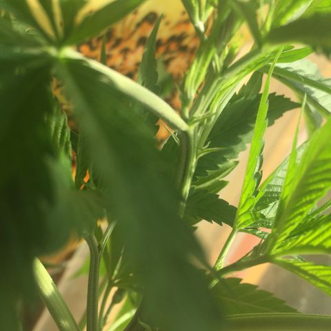 San Fernando vallaey og cush (SRB821) growlog timeline photo
