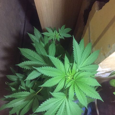 Whidak47[SXL141] growlog timeline photo