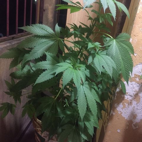 Whidak47[SXL141] growlog timeline photo