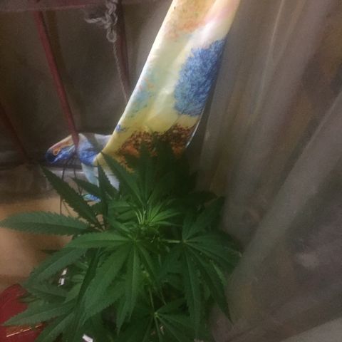 San Fernando vallaey og cush (SRB821) growlog timeline photo