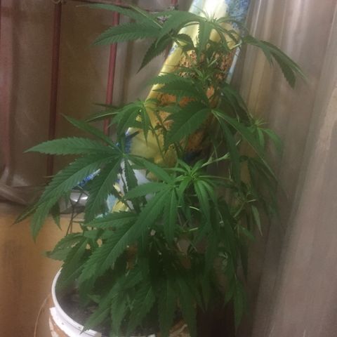 San Fernando vallaey og cush (SRB821) growlog timeline photo