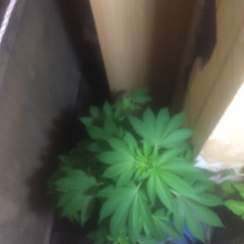 Whidak47[SXL141] growlog timeline photo