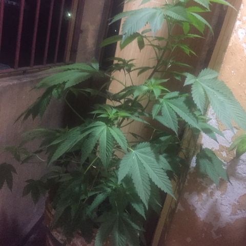 Whidak47[SXL141] growlog timeline photo