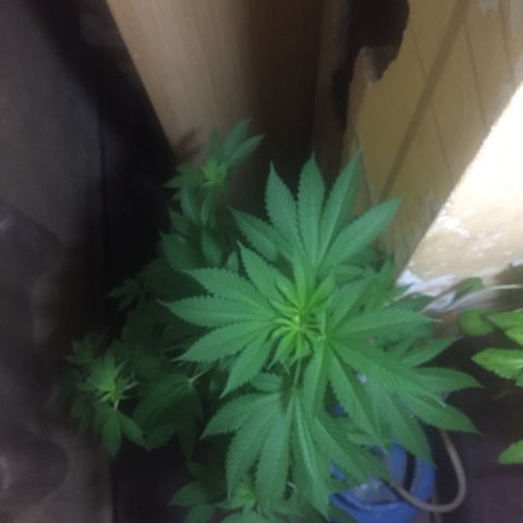 Whidak47[SXL141] growlog timeline photo