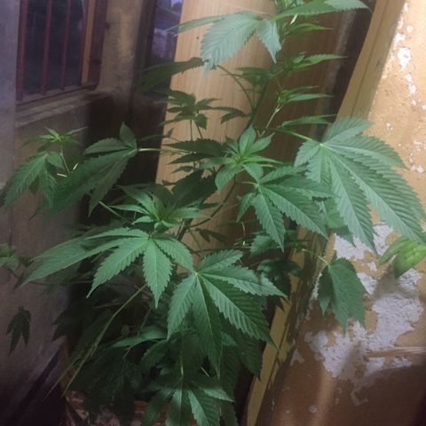 Whidak47[SXL141] growlog timeline photo