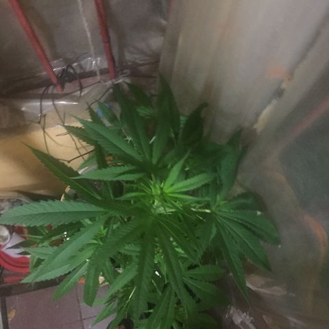 San Fernando vallaey og cush (SRB821) growlog timeline photo
