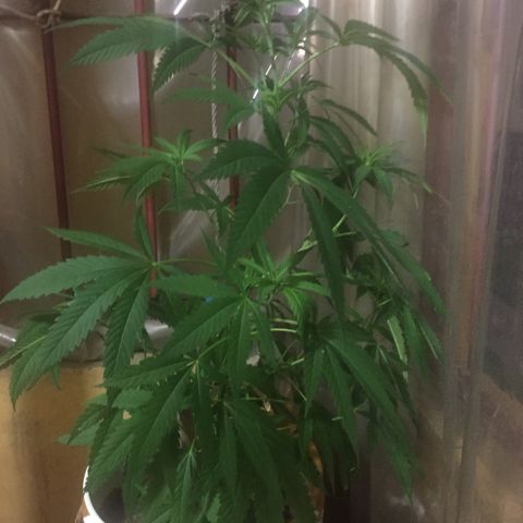 San Fernando vallaey og cush (SRB821) growlog timeline photo