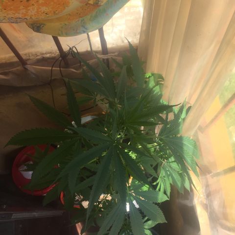 San Fernando vallaey og cush (SRB821) growlog timeline photo