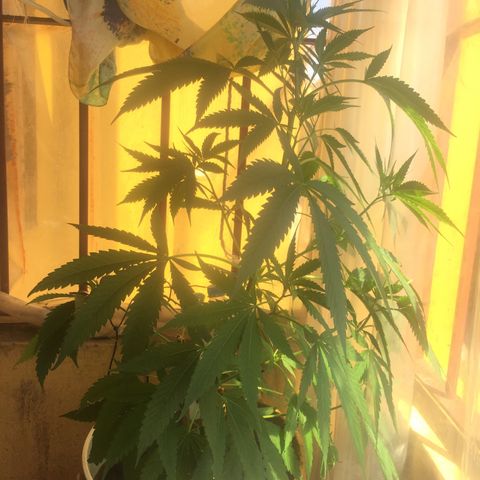 San Fernando vallaey og cush (SRB821) growlog timeline photo