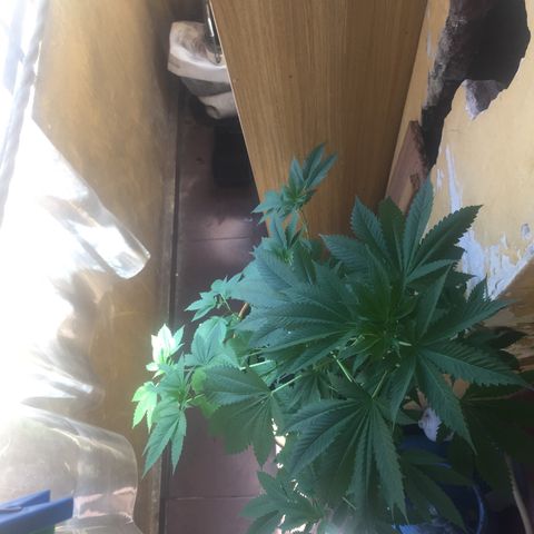 Whidak47[SXL141] growlog timeline photo