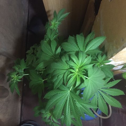 Whidak47[SXL141] growlog timeline photo
