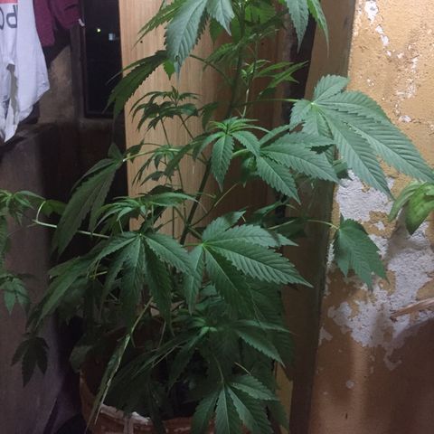 Whidak47[SXL141] growlog timeline photo