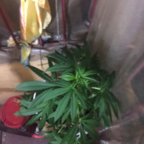San Fernando vallaey og cush (SRB821) growlog timeline photo