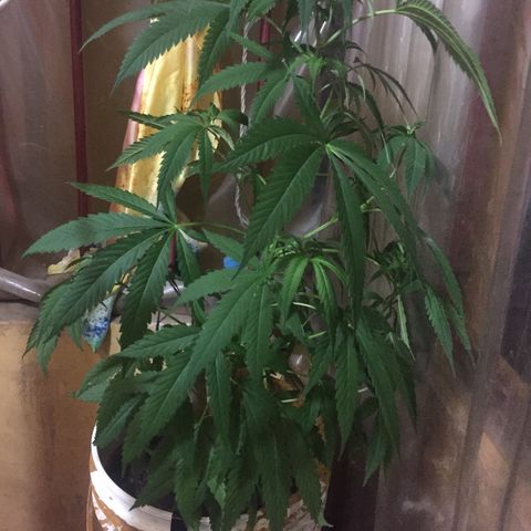 San Fernando vallaey og cush (SRB821) growlog timeline photo