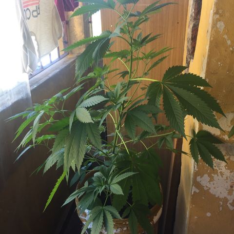 Whidak47[SXL141] growlog timeline photo