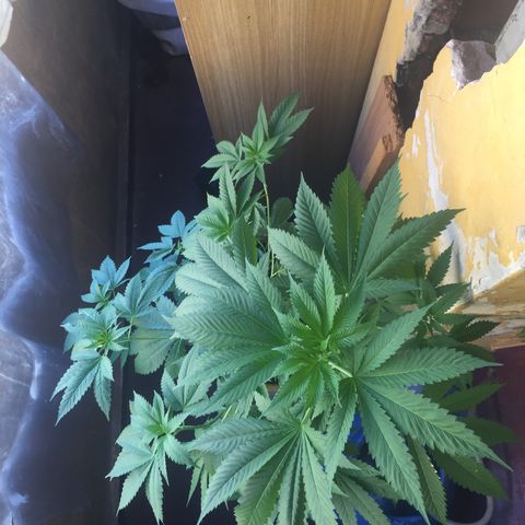 Whidak47[SXL141] growlog timeline photo