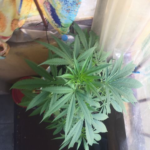 San Fernando vallaey og cush (SRB821) growlog timeline photo