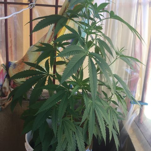 San Fernando vallaey og cush (SRB821) growlog timeline photo