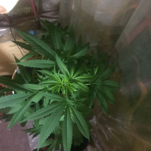 San Fernando vallaey og cush (SRB821) growlog timeline photo