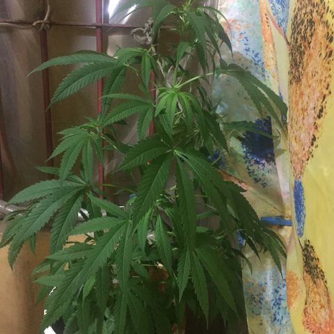 San Fernando vallaey og cush (SRB821) growlog timeline photo