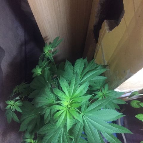 Whidak47[SXL141] growlog timeline photo