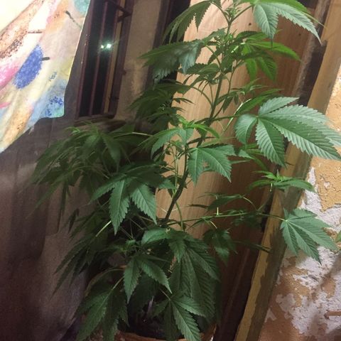 Whidak47[SXL141] growlog timeline photo