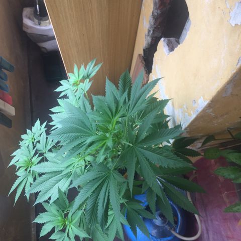 Whidak47[SXL141] growlog timeline photo