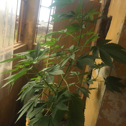 Whidak47[SXL141] growlog timeline photo